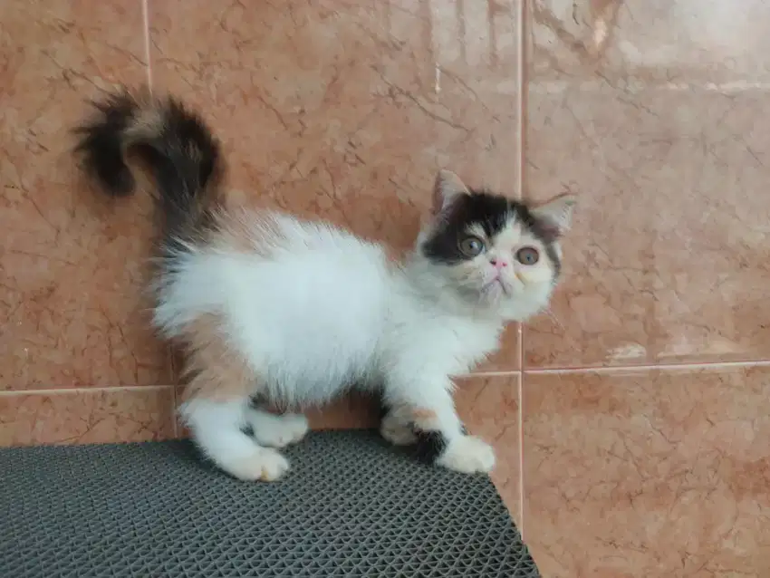 Kucing/ kitten exotic peaknose betina