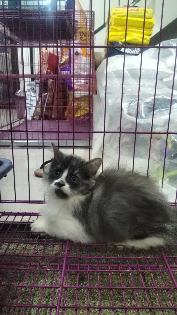 Kucing Persia Long Hair Kitten Jantan 3 Bulan