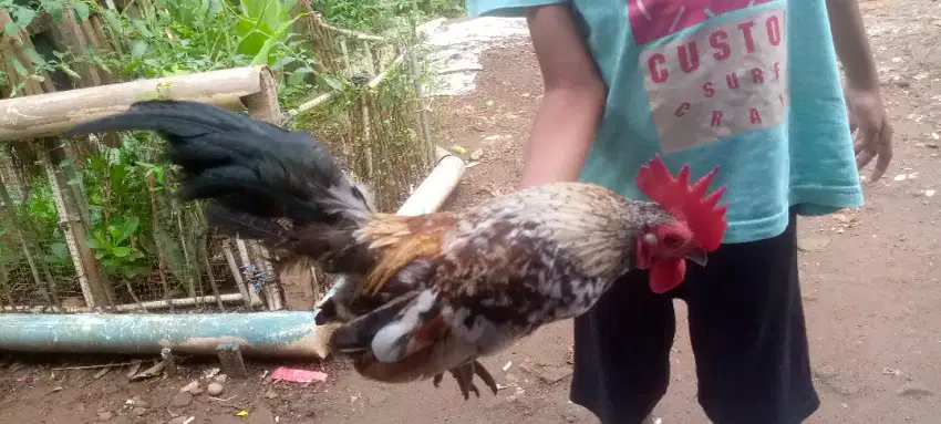 Jual ayam kate brubun