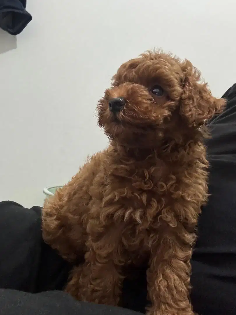 Toy Poodle 2 bulan Puppy Anjing