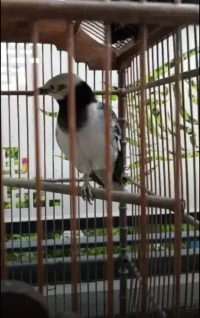 Jual burung jalak hongkong