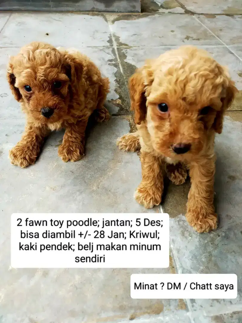 2 Apricort Toy Poodle Jantan