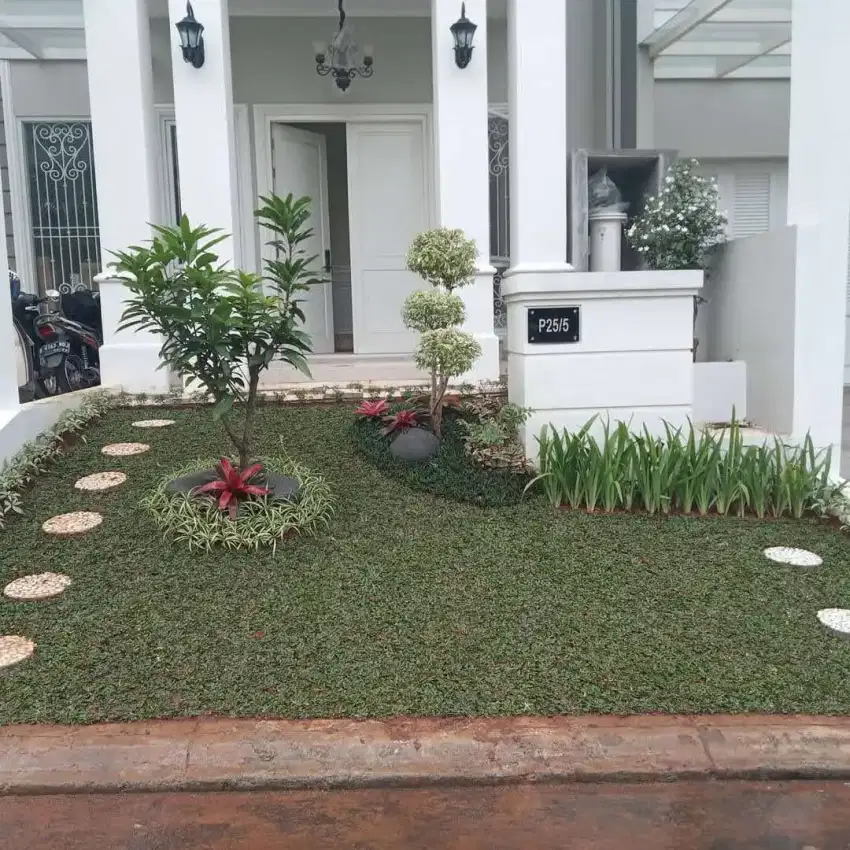 Jasa tanam rumput gajah mini