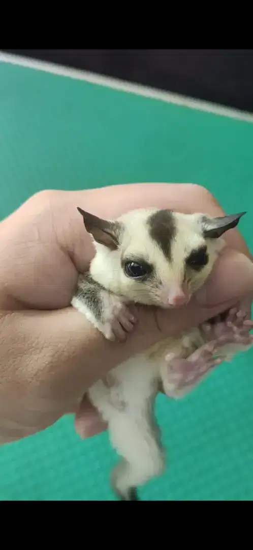 Sugar Glider White Face Jantan Joey