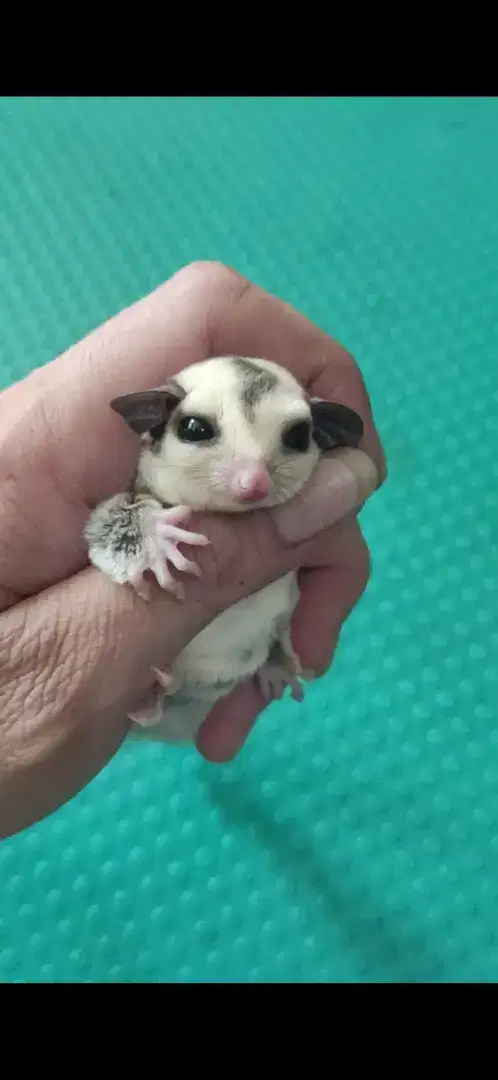 Sugar Glider White Face Platinum Betina Joey