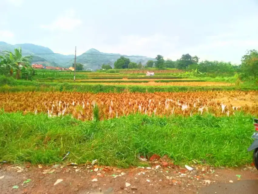 JUAL SAWAH PRODUKTIF PINGGIR JALAN DESA AREA BANJARAN