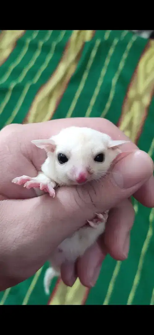 Sugar Glider Leucistic Jantan Joey