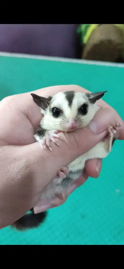 Sugar Glider White Face (WF) Betina Joey