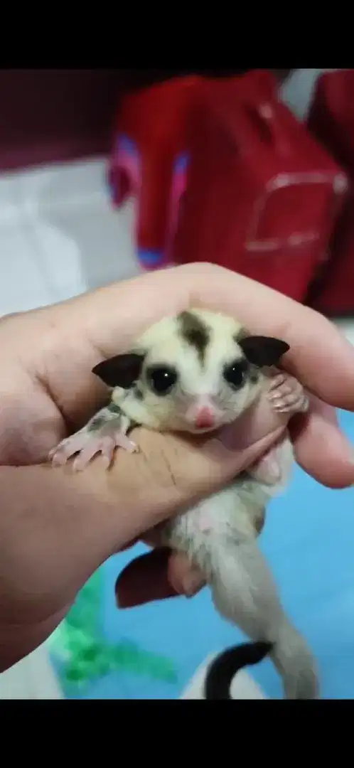 Sugar Glider Platinum Betina Joey