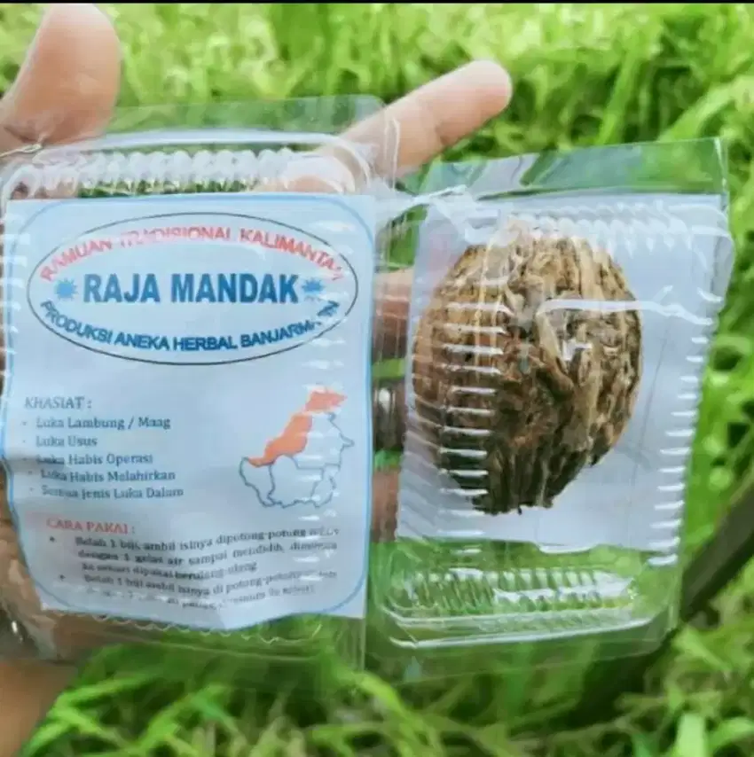 Ramuan tradisional kalimantan Raja maandak