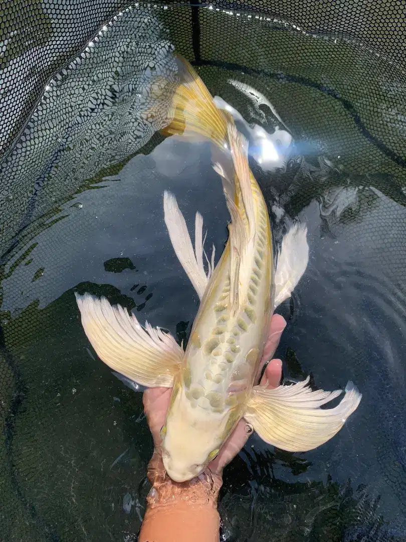 KOI Slayer/Kumpay