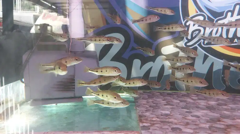 P bass orinoco 7-9 cm