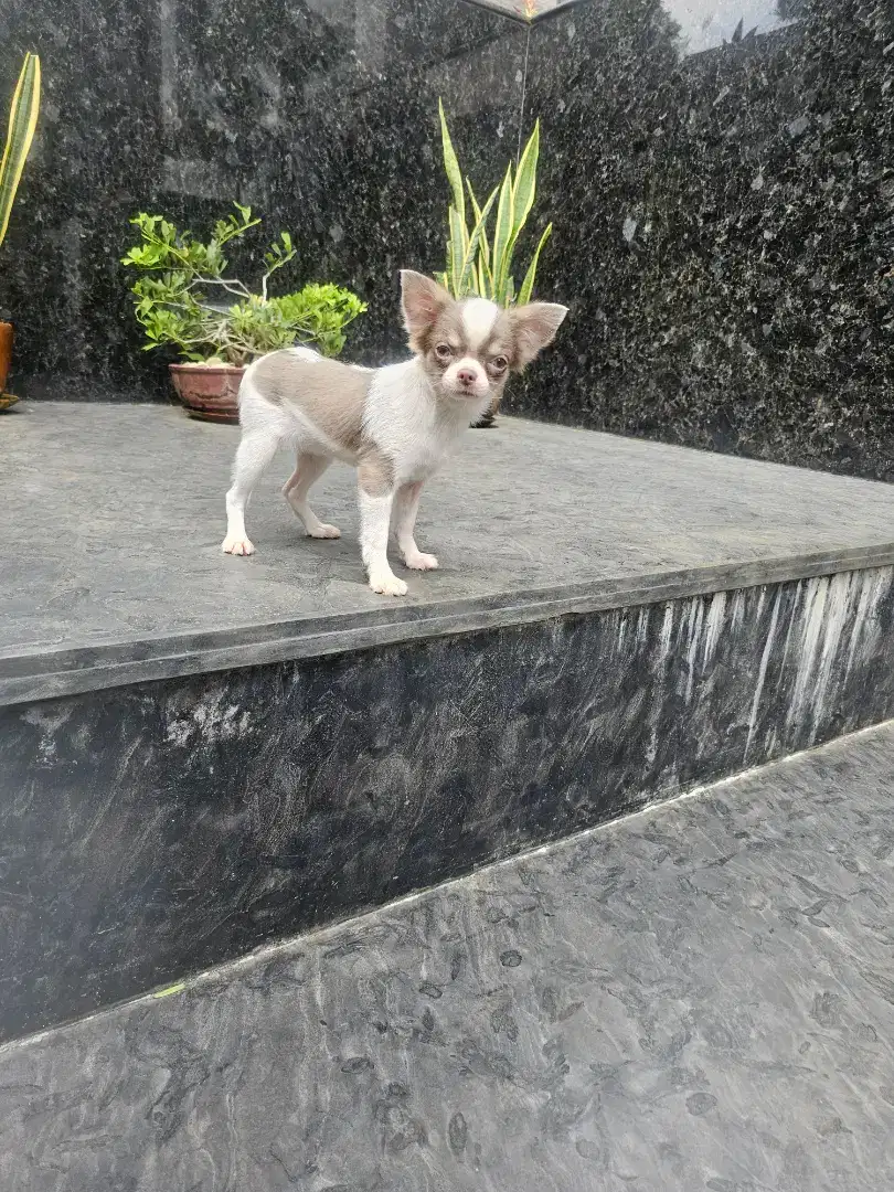 For sale 1 anakan chihuahua long coat betina cantik