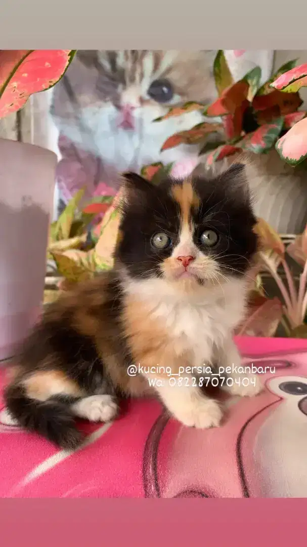 Anakan Persia betina warna cantik Calico belang tiga bulu panjang