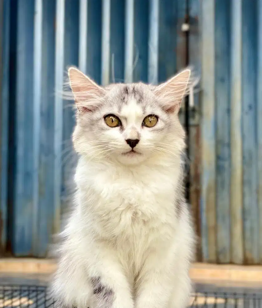 kucing kitten mix breed F1 Maine coon x persia cat