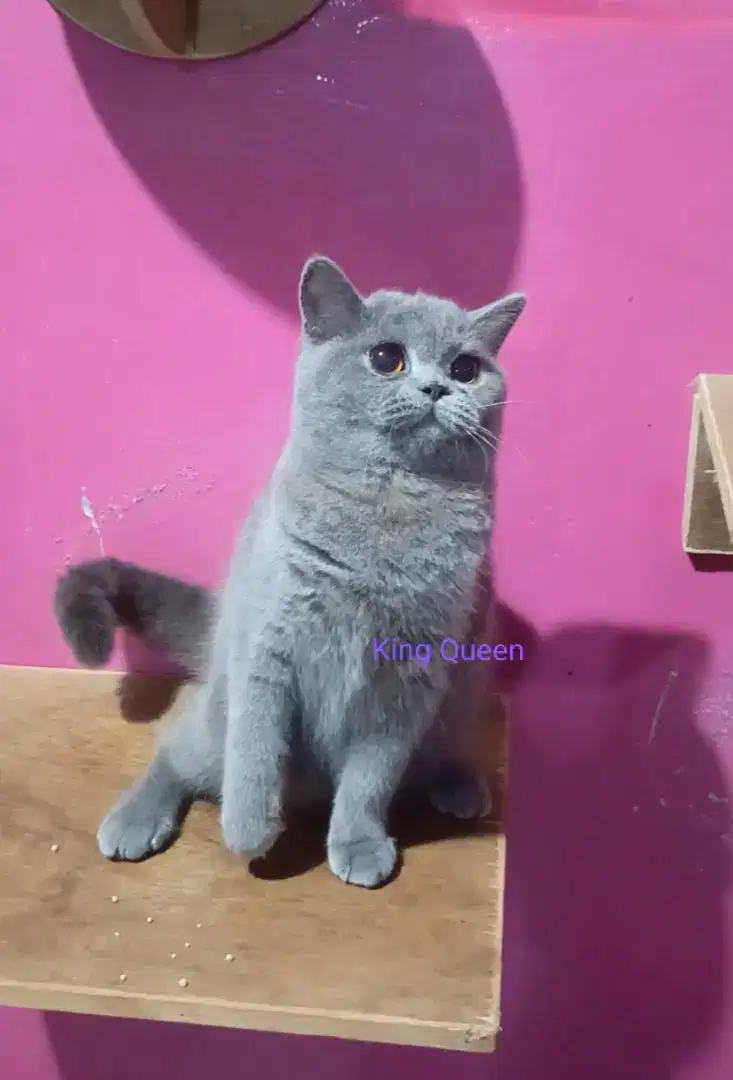 Kucing British Shorthair BSH Blue Solid Betina 5 bulan Parent Impor