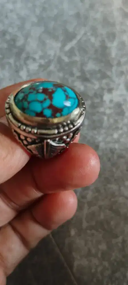 Pirus mesir urat hitam