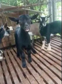 sepasang kambing mini hiasan peranakan pygmi F2 4 bln TB 30cm exotik