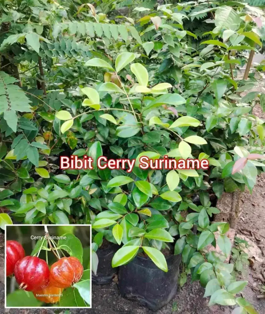 Cerry Suriname / Cermai Belanda Bibir Cangkok an