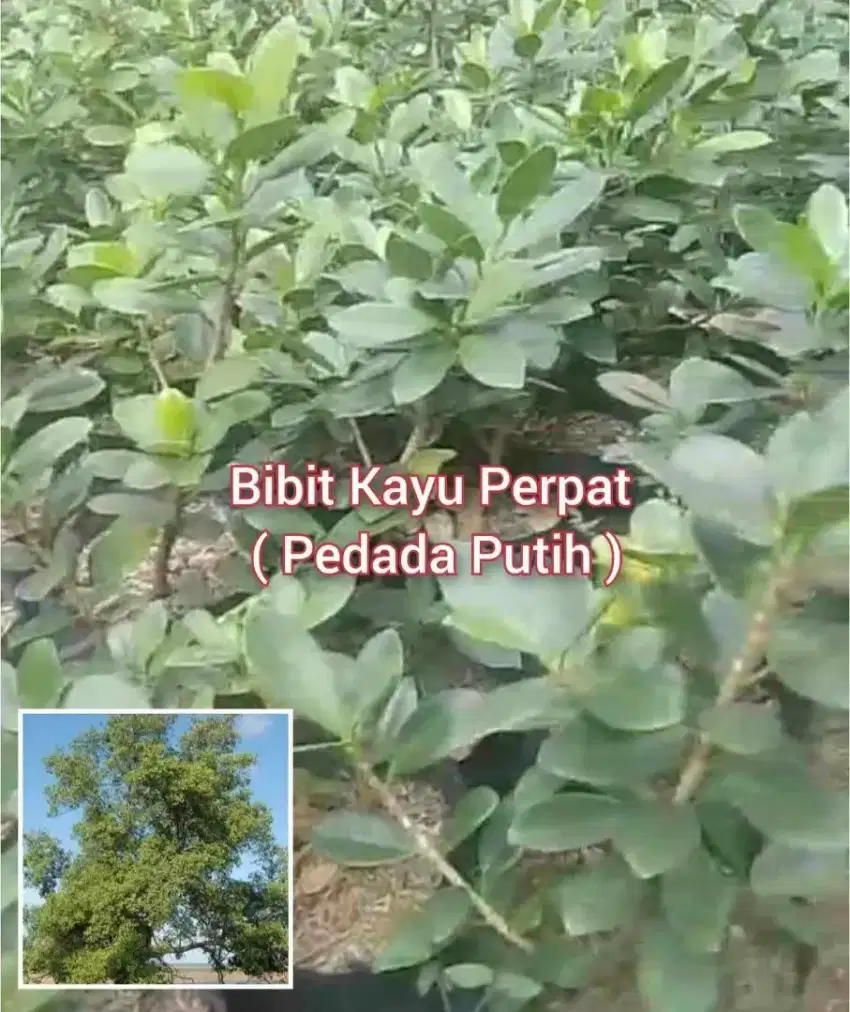 Bibit Kayu Perpat Tinggi 25 cm