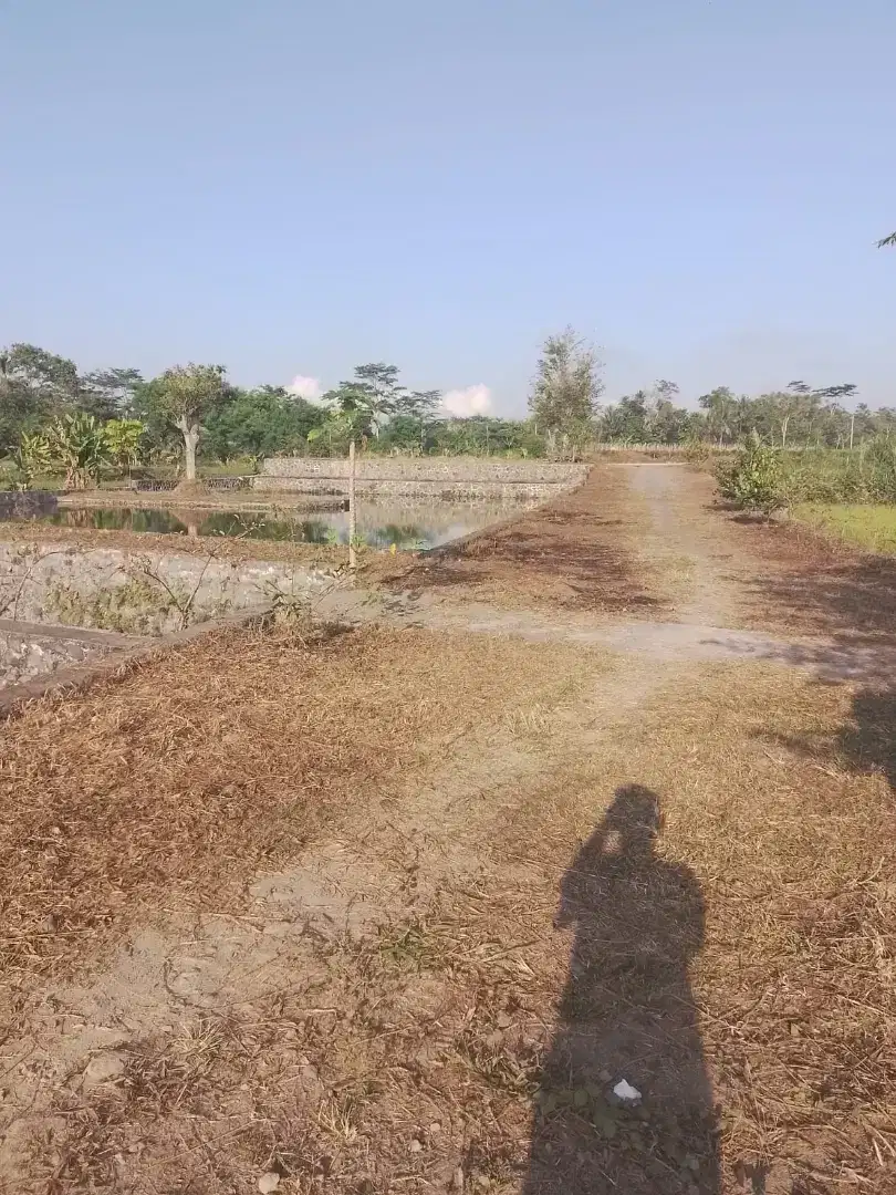 Dijual sawah view merapi cocok buat resto, villa dll