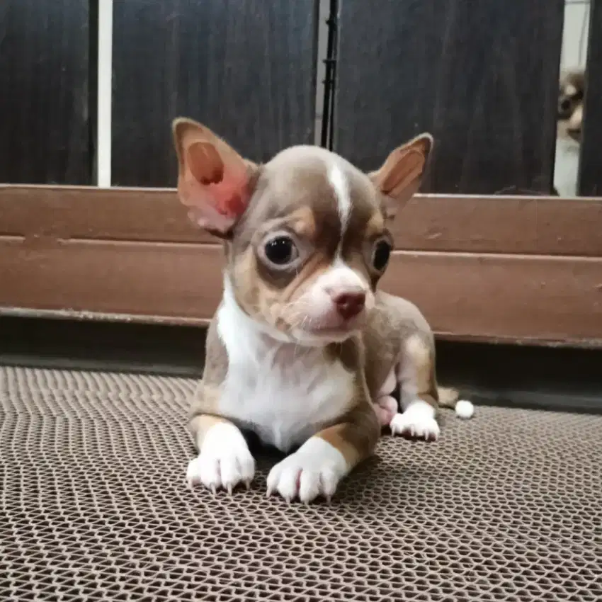 Jual chihuahua jantan