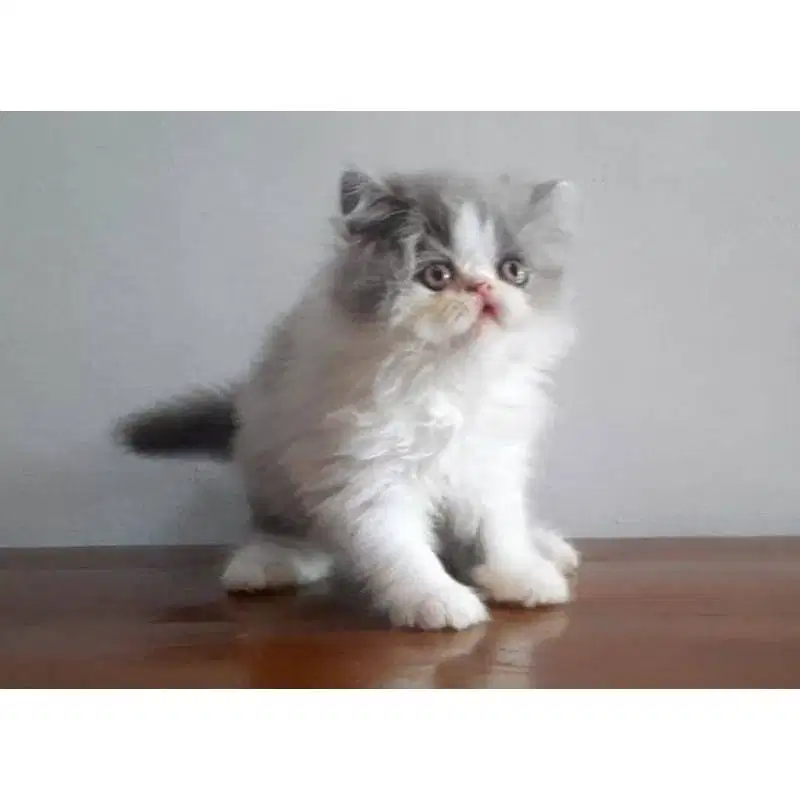 OPEN ADOPSI PERSIA PEAKNOSE LONGHAIR JANTAN