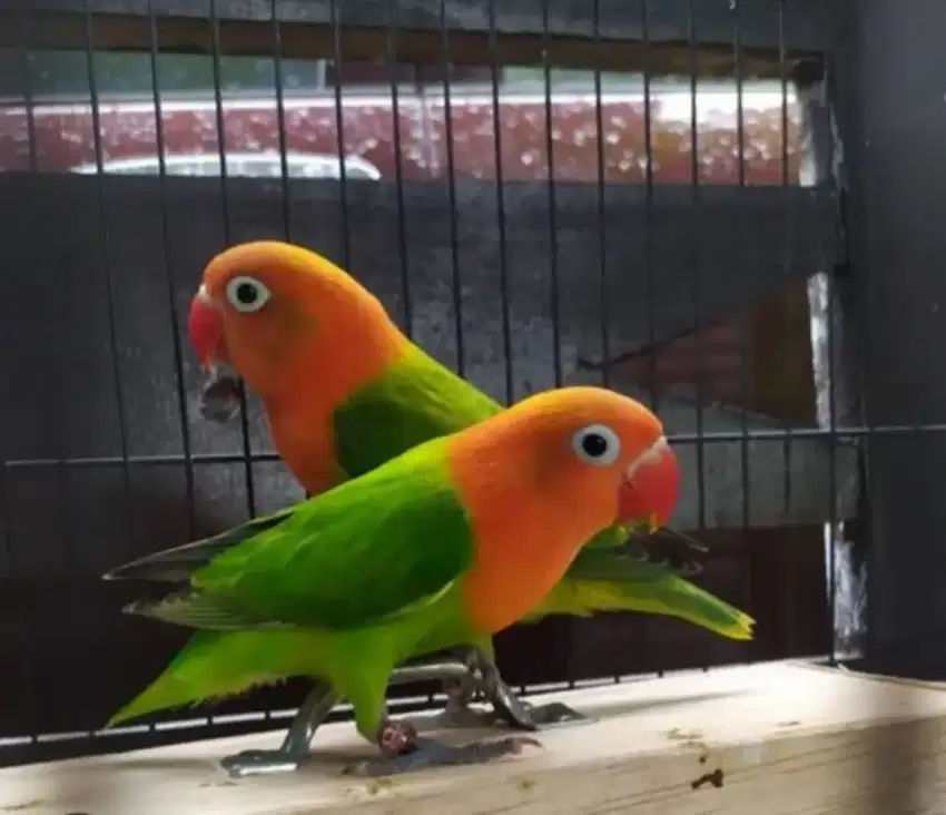 Burung lovebird biola green sepasang