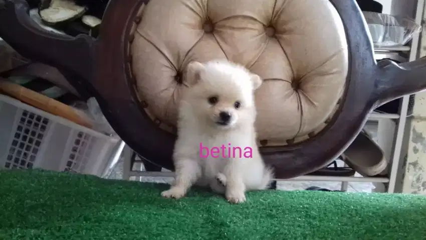 Minipom Betina Cantik