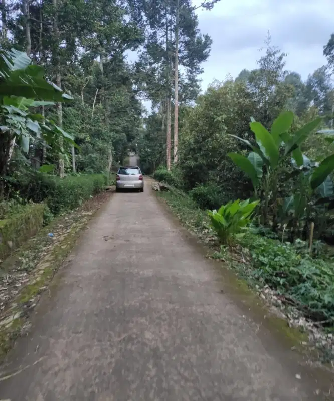 Kebun durian murah jumantono