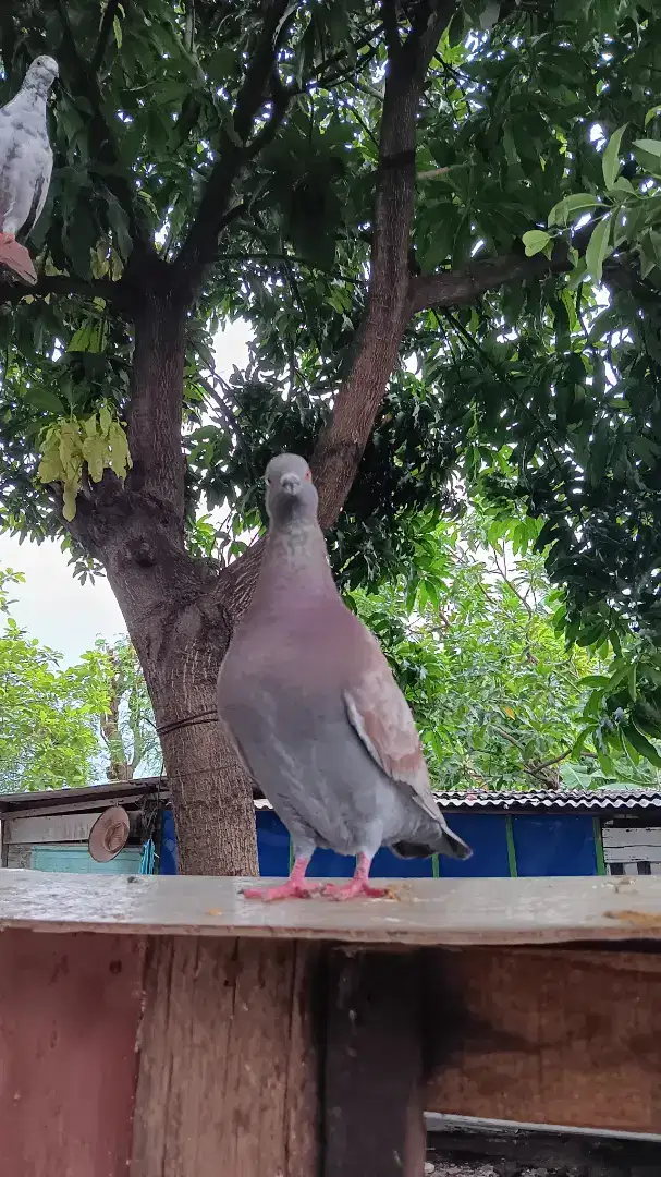 merpati doro tinggian