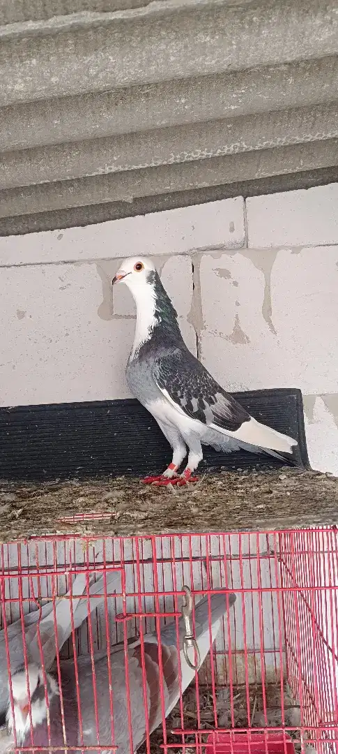 Burung merpati jantan & betina