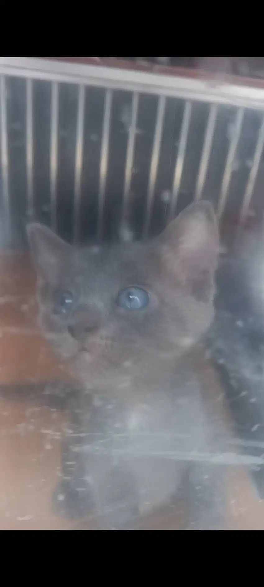 Kitten Russian blue usia 2 bulan