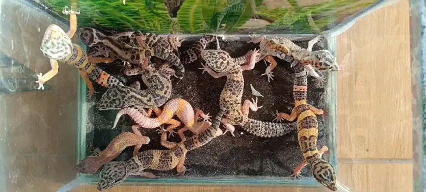 (1JT) 10 Ekor Gecko Mix Sex