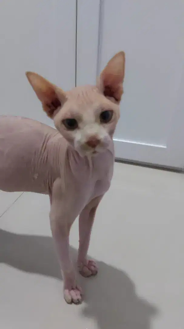 Kucing sphynx jantan