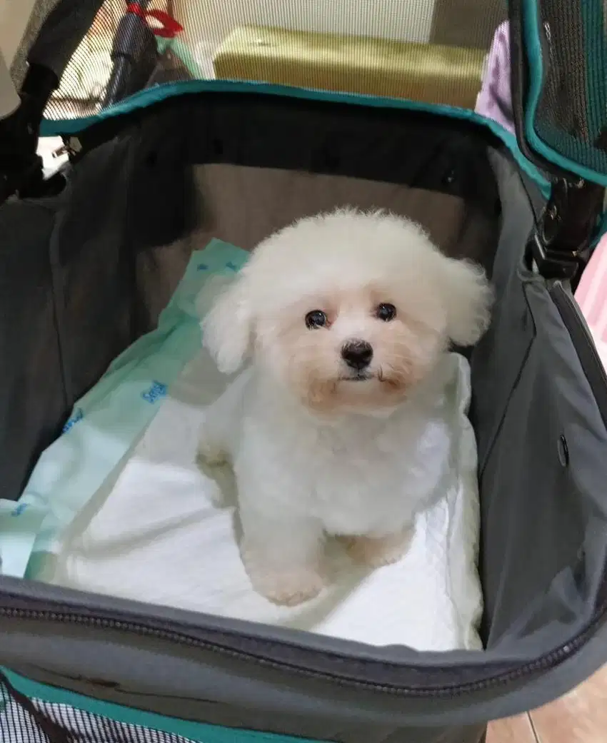 Bichon frise anakan