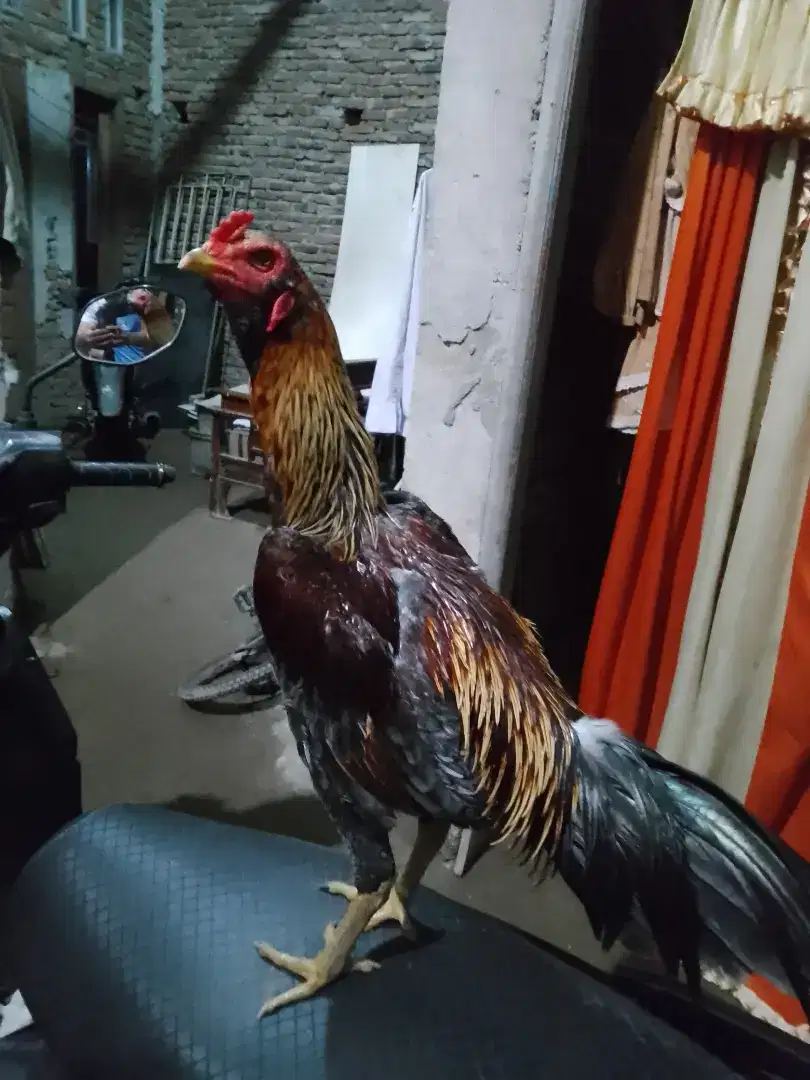 Dijual ayam siam