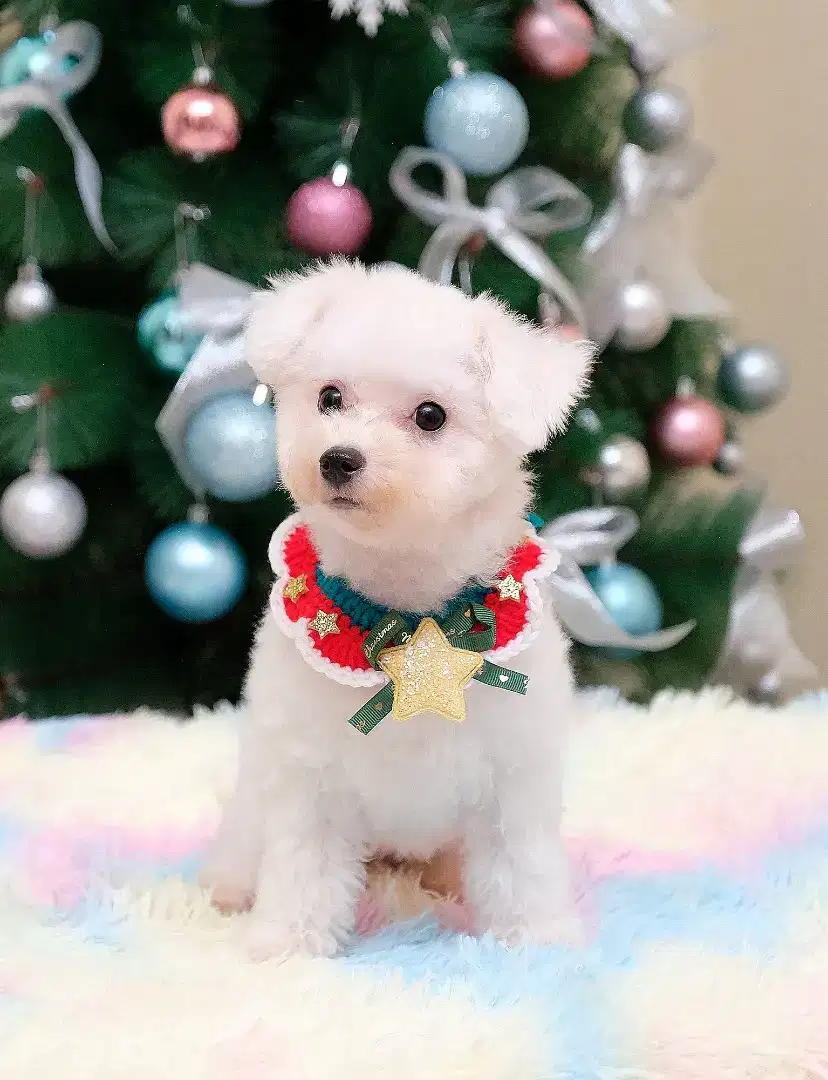 Bichon Female cucu import