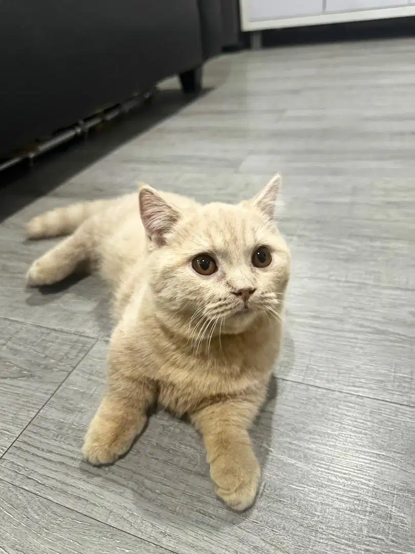 British Short Hair Kitten - Kucing