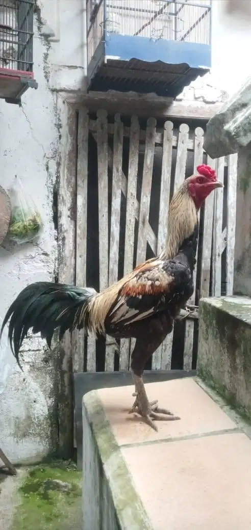 AYAM PUKUL OLENG