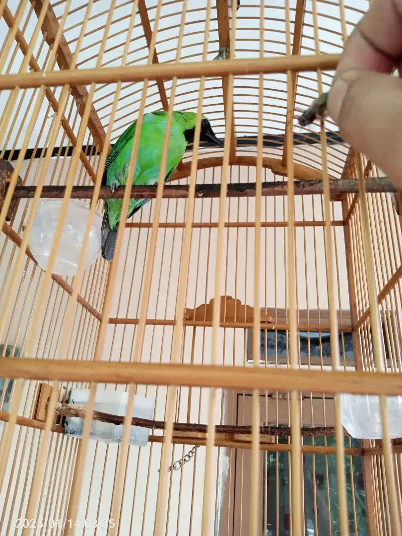 Lovebird green body BIG