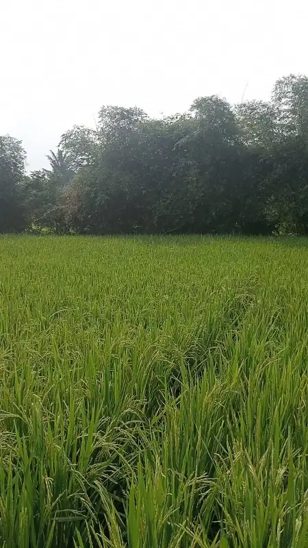 dijual sawah darat dekat stasiun daru murah meriah