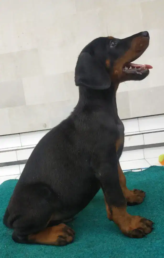 Dobermann puppy Male