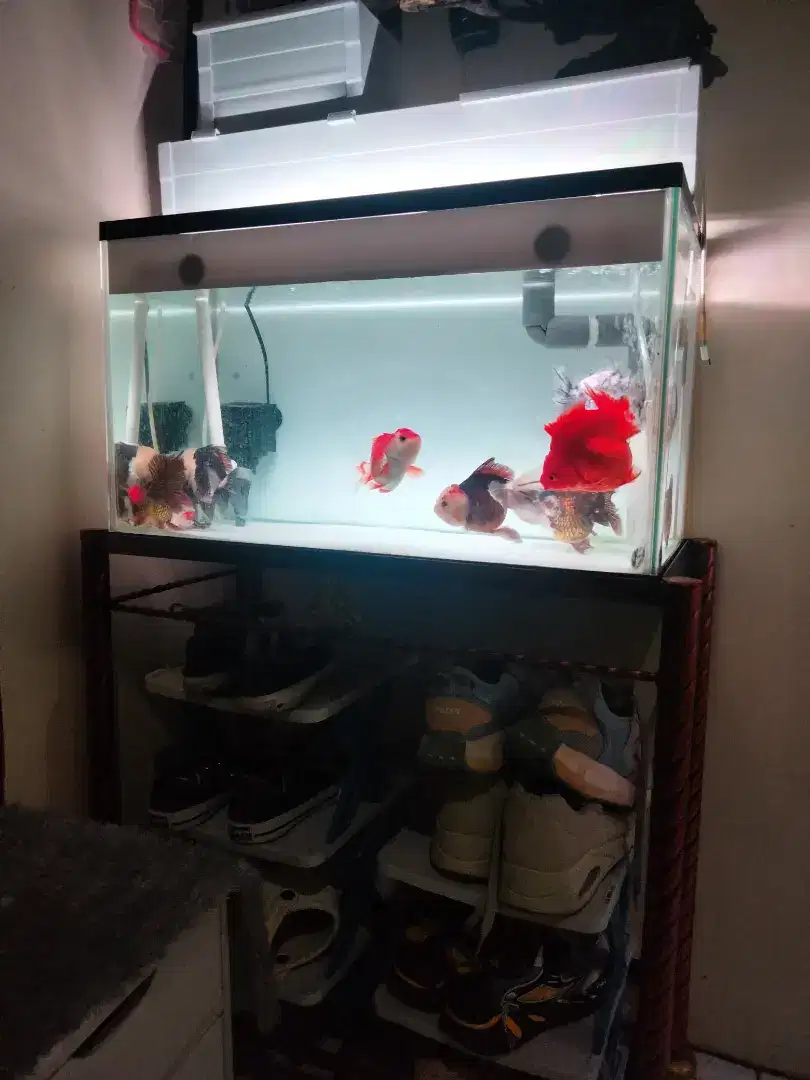 Aquarium fullset + Ikan koki