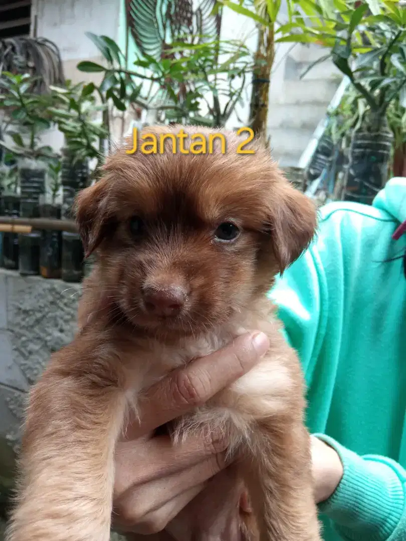 Open adop anakan dogy mix