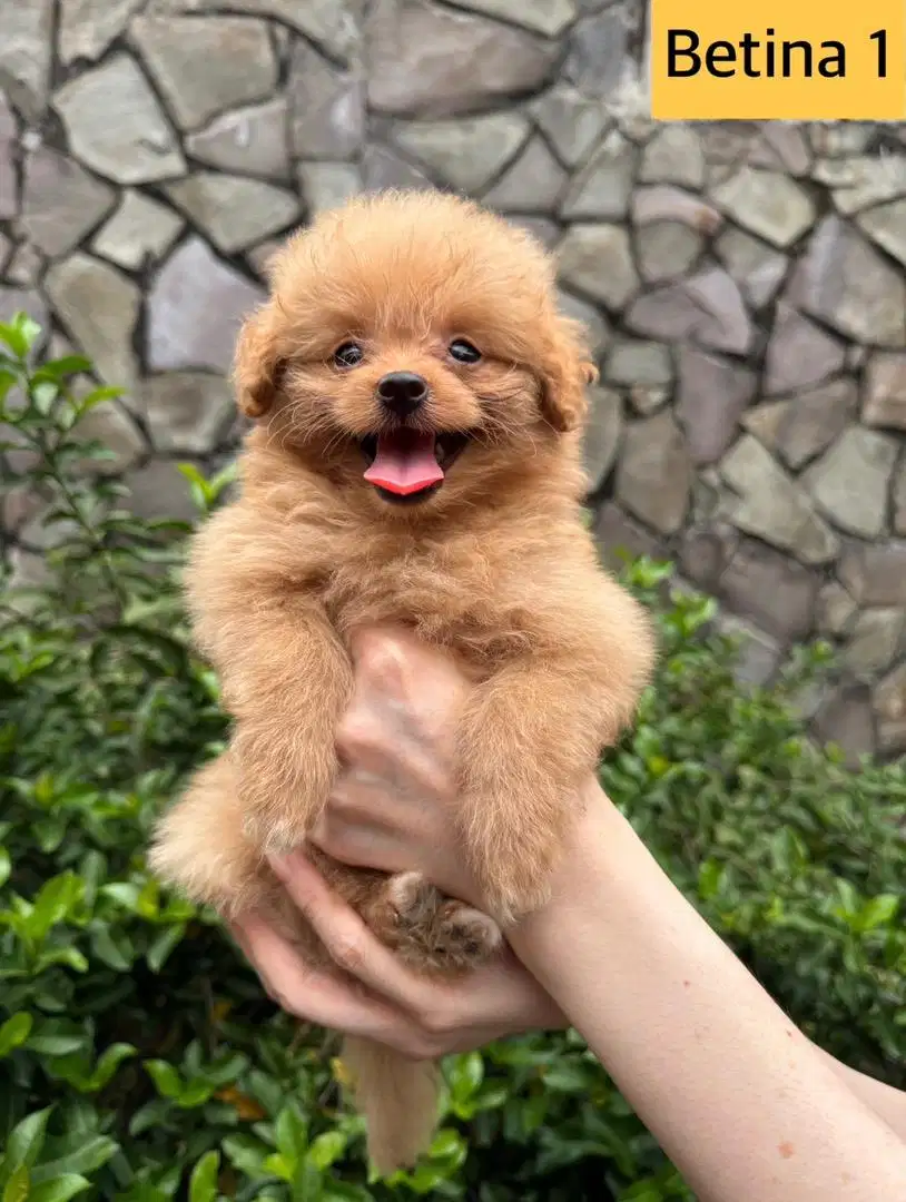 Mix Pomeranian-Poodle