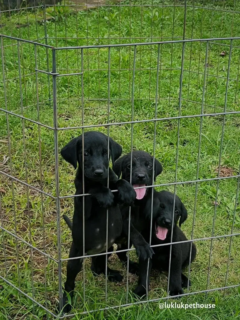 Labrador Retreiver puppy Male & fmle