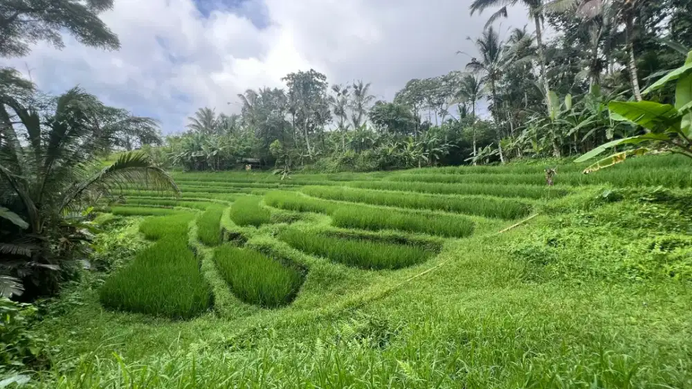 Tanah Impian Anda Menanti! Lokasi Premium, Harga Terbaik!