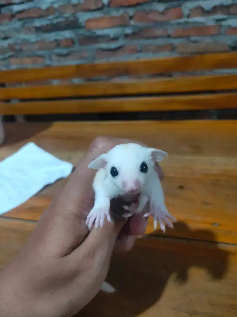 Sugar Glider Joey Leu Betina