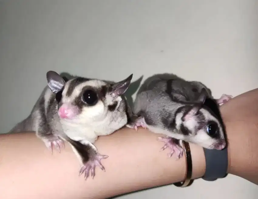 Dijual sugar glider /tupai terbang